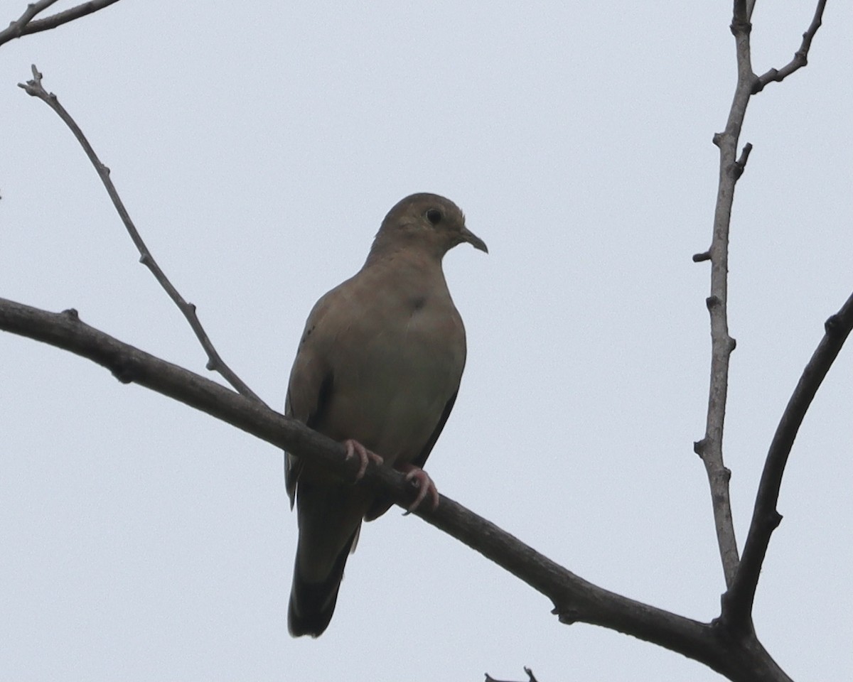 Ecuadorian Ground Dove - ML557504391