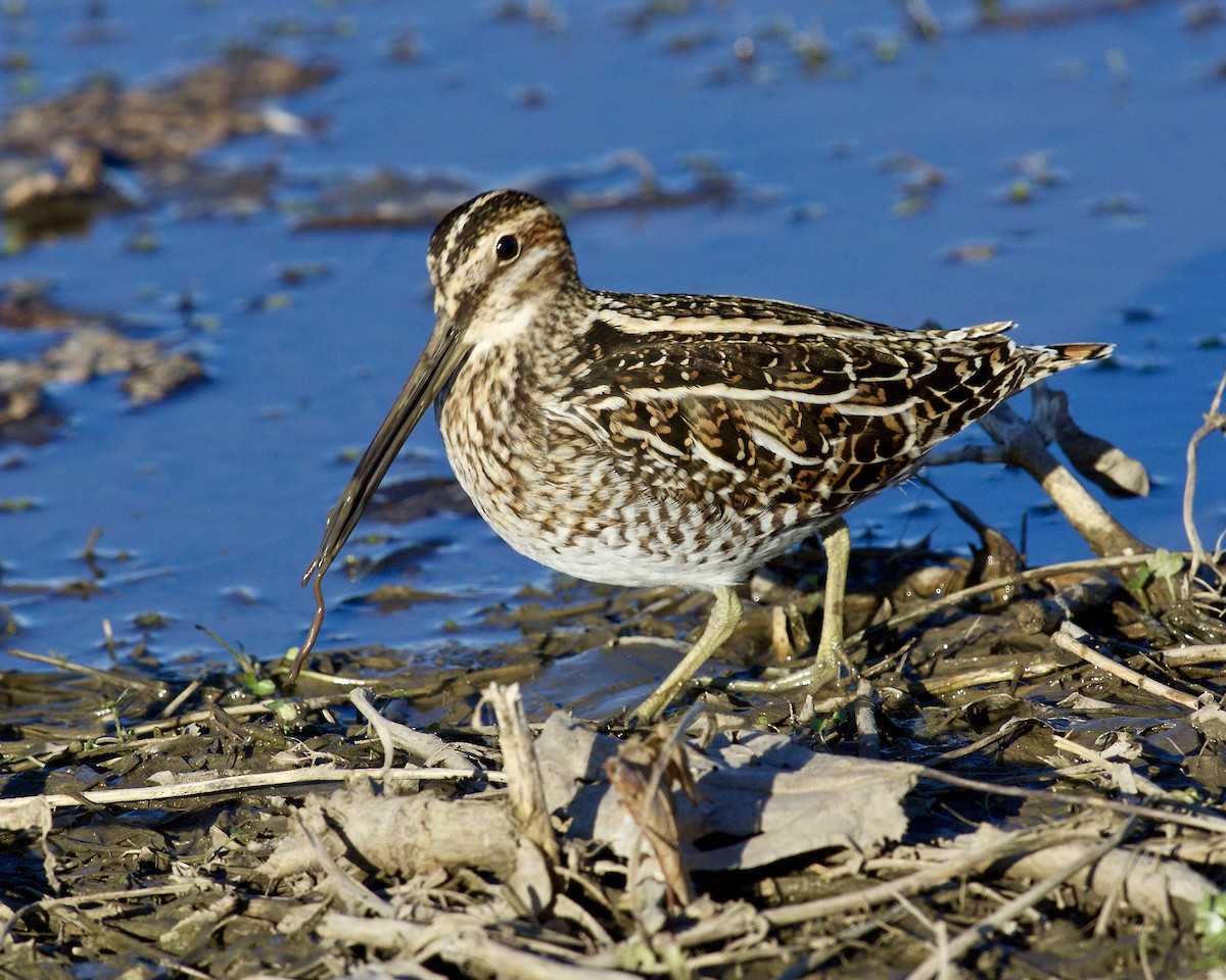 Wilson's Snipe - ML557504451