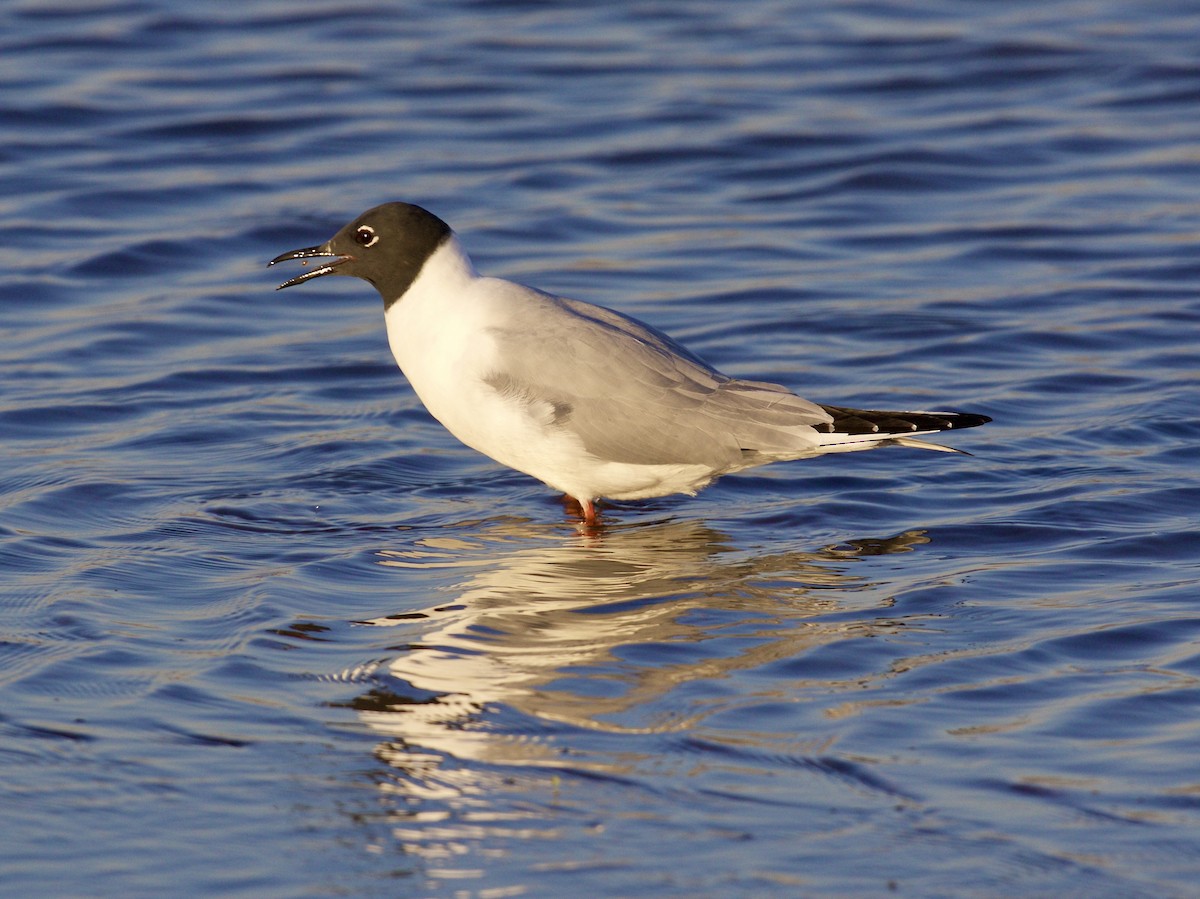 Bonaparte's Gull - Jack & Holly Bartholmai