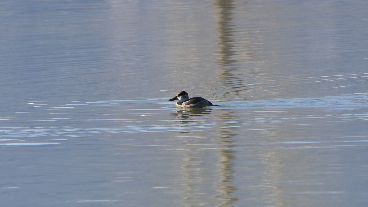 Ruddy Duck - ML557505961