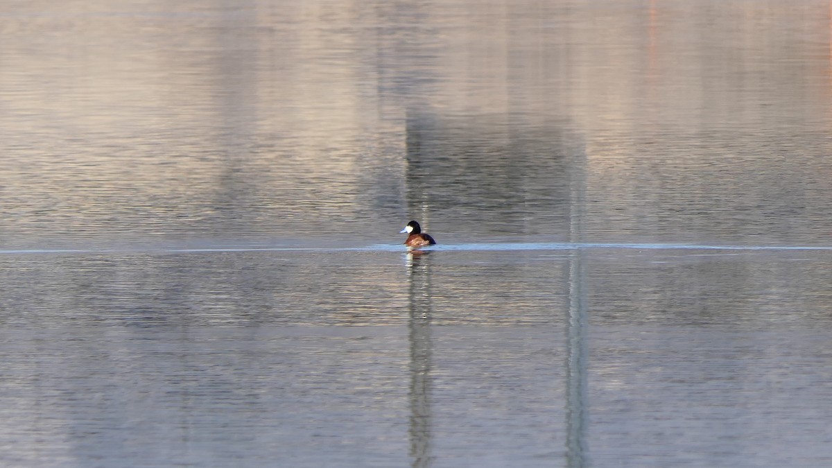 Ruddy Duck - ML557505971