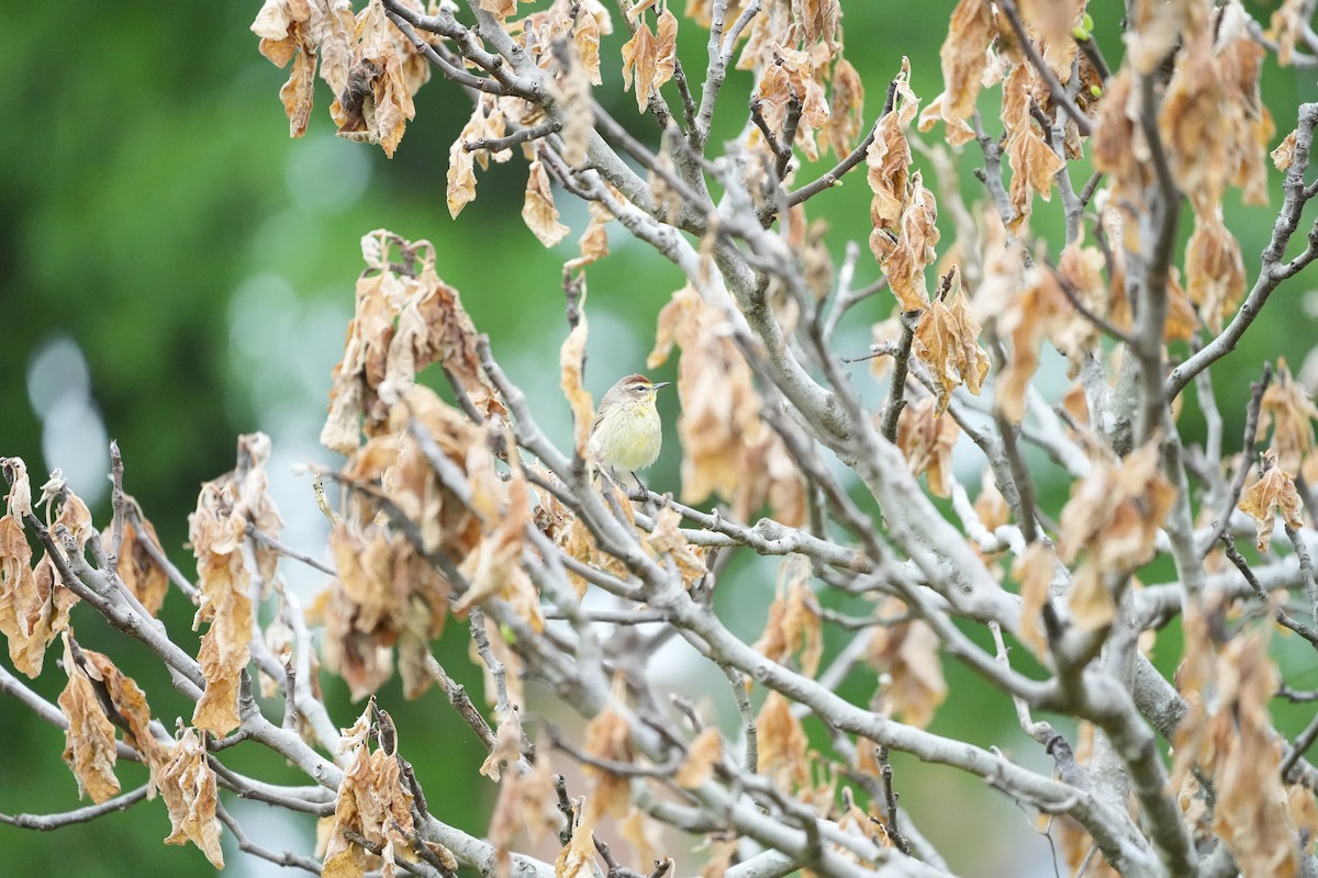 Palm Warbler - ML557506741