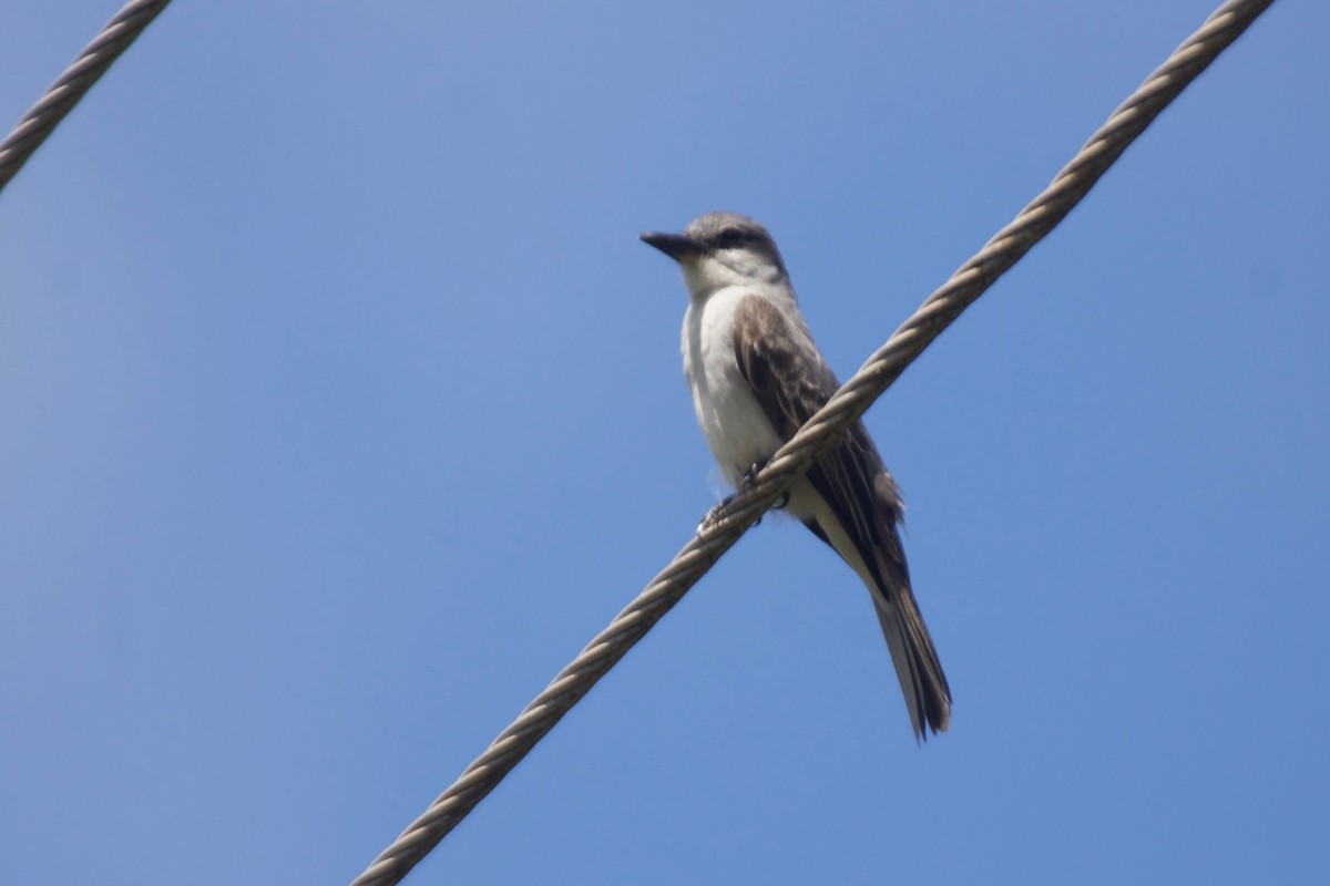 Gray Kingbird - Jan Cubilla