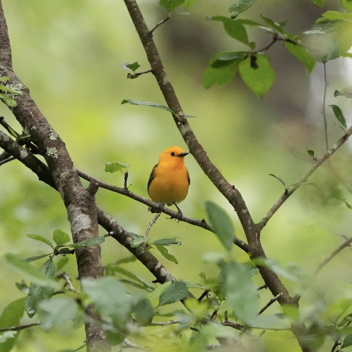Prothonotary Warbler - ML557507221