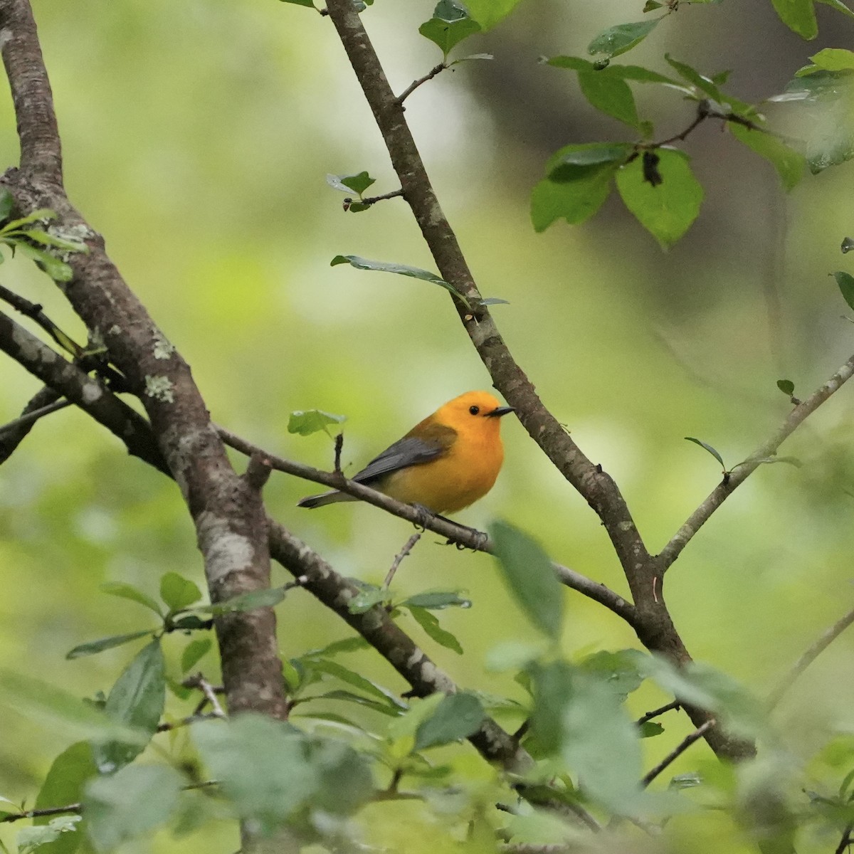 Prothonotary Warbler - ML557507231
