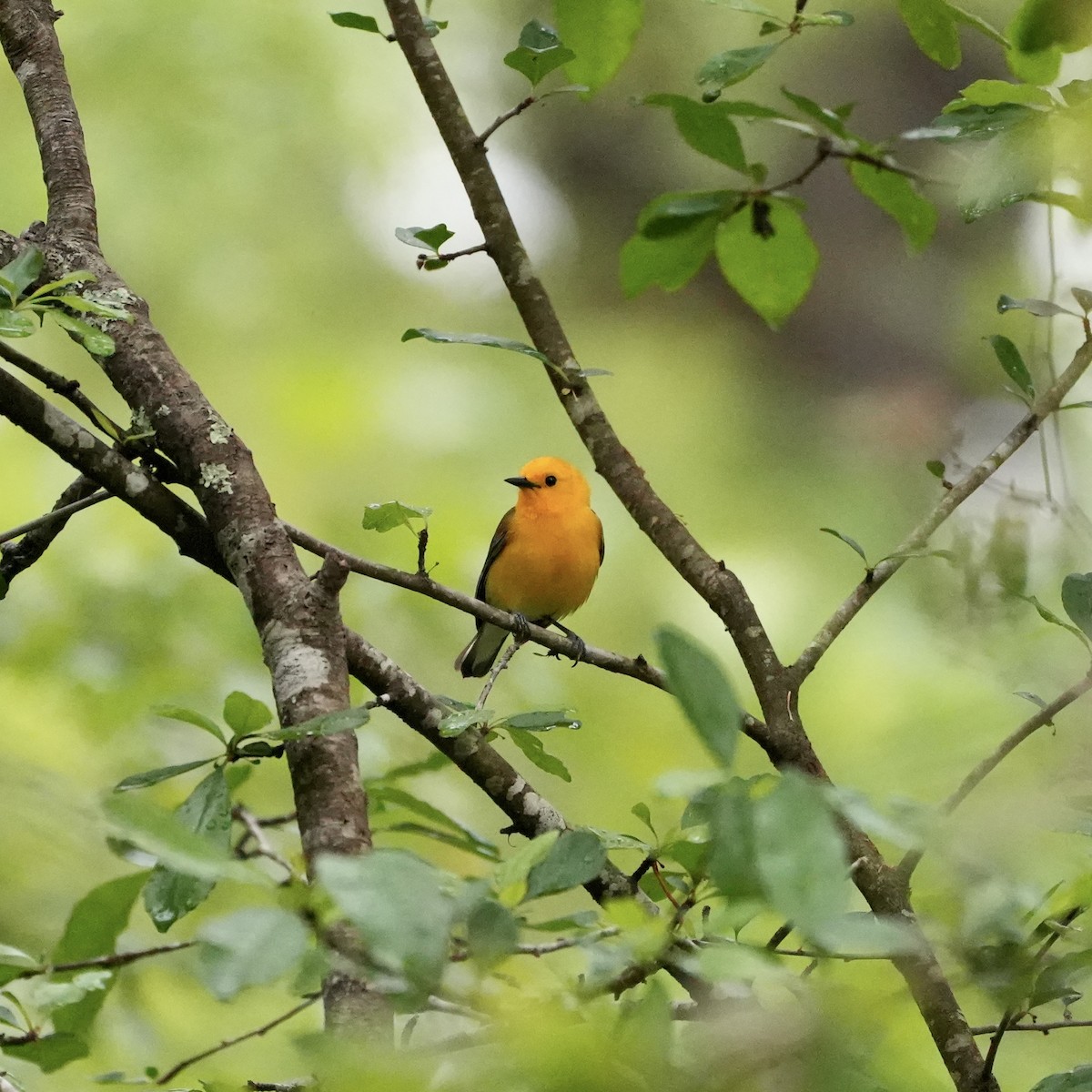 Prothonotary Warbler - ML557507241