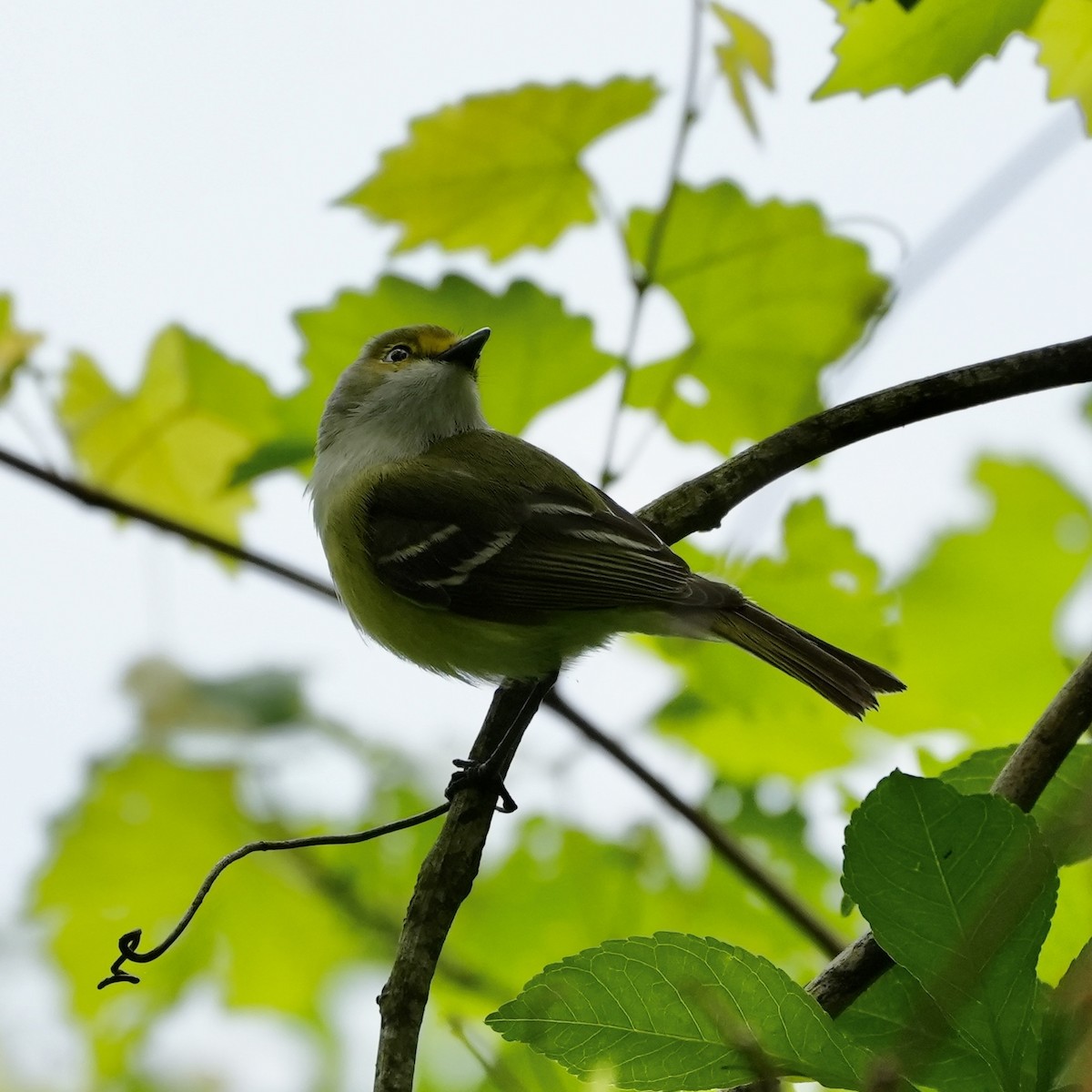White-eyed Vireo - ML557507491
