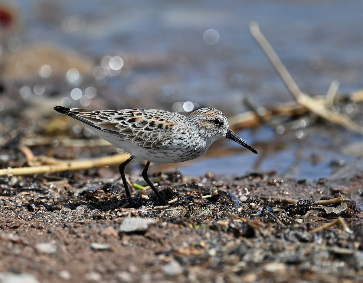 Western Sandpiper - Ronnie Reed
