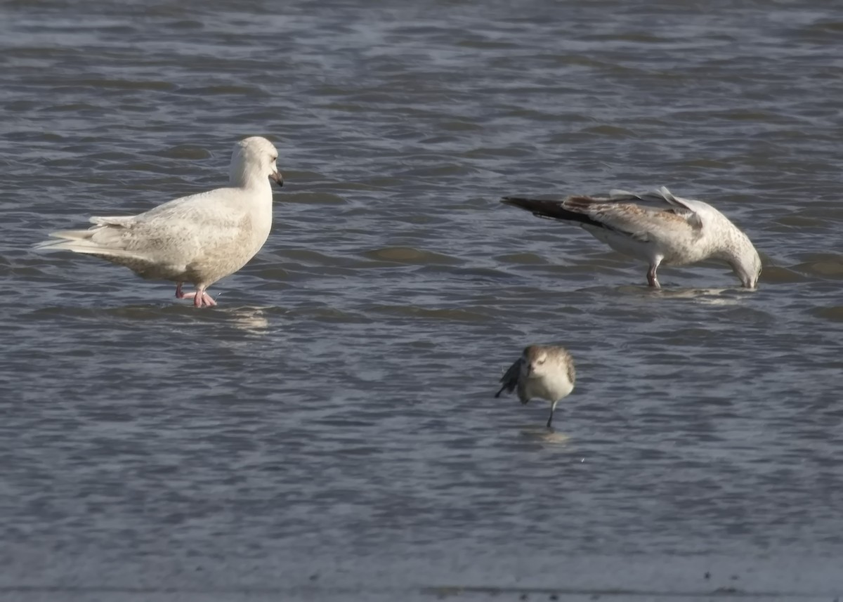 Iceland Gull - ML557508001