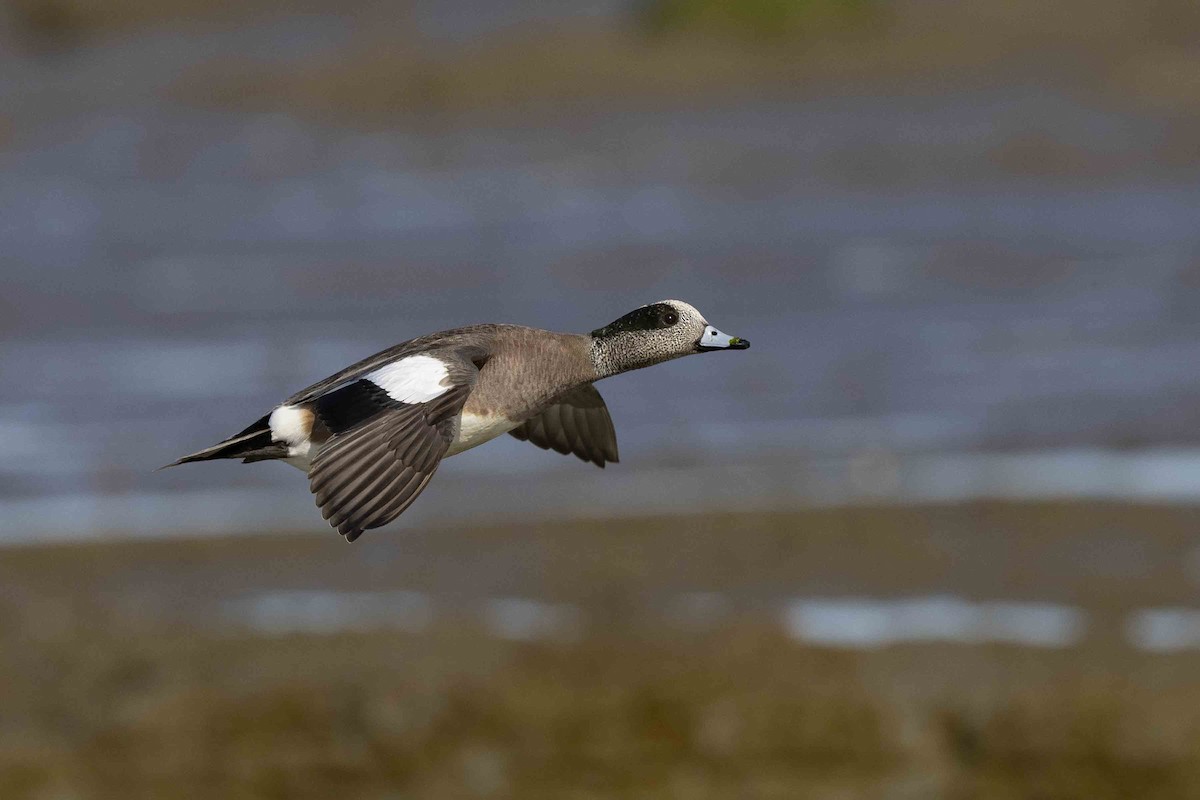 American Wigeon - Mike Peters