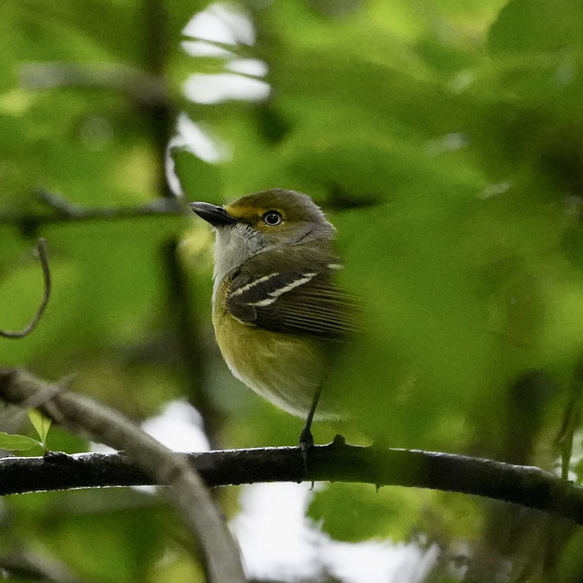 White-eyed Vireo - ML557508061