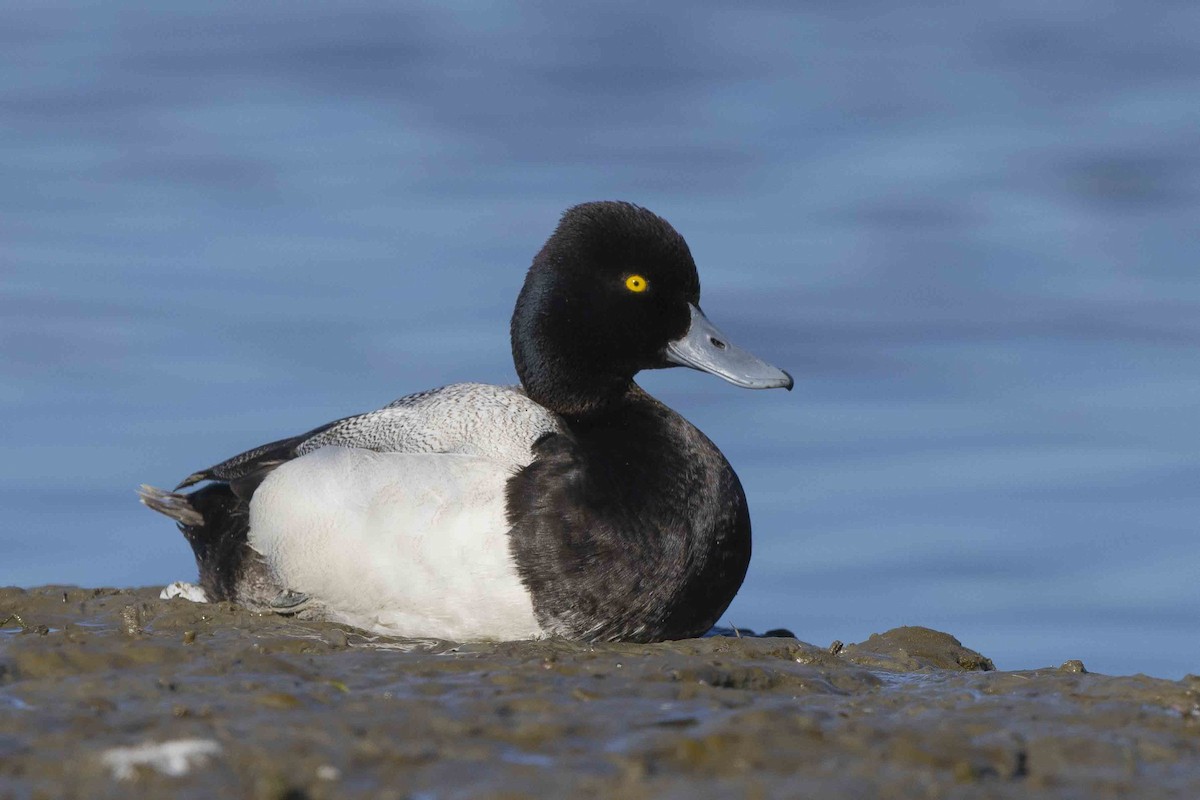 Lesser Scaup - Mike Peters