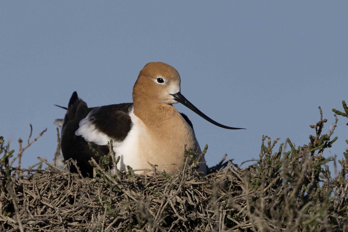 Avocette d'Amérique - ML557508201