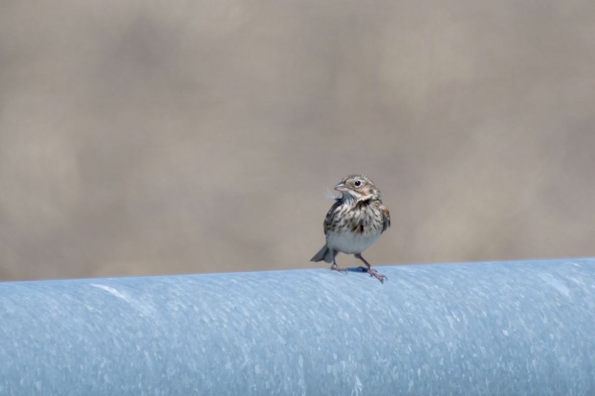 Vesper Sparrow - ML557508801