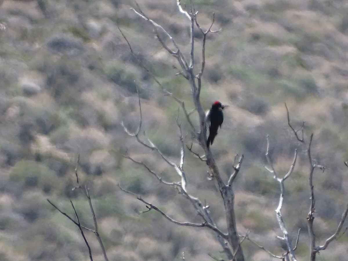 Acorn Woodpecker - ML557509421