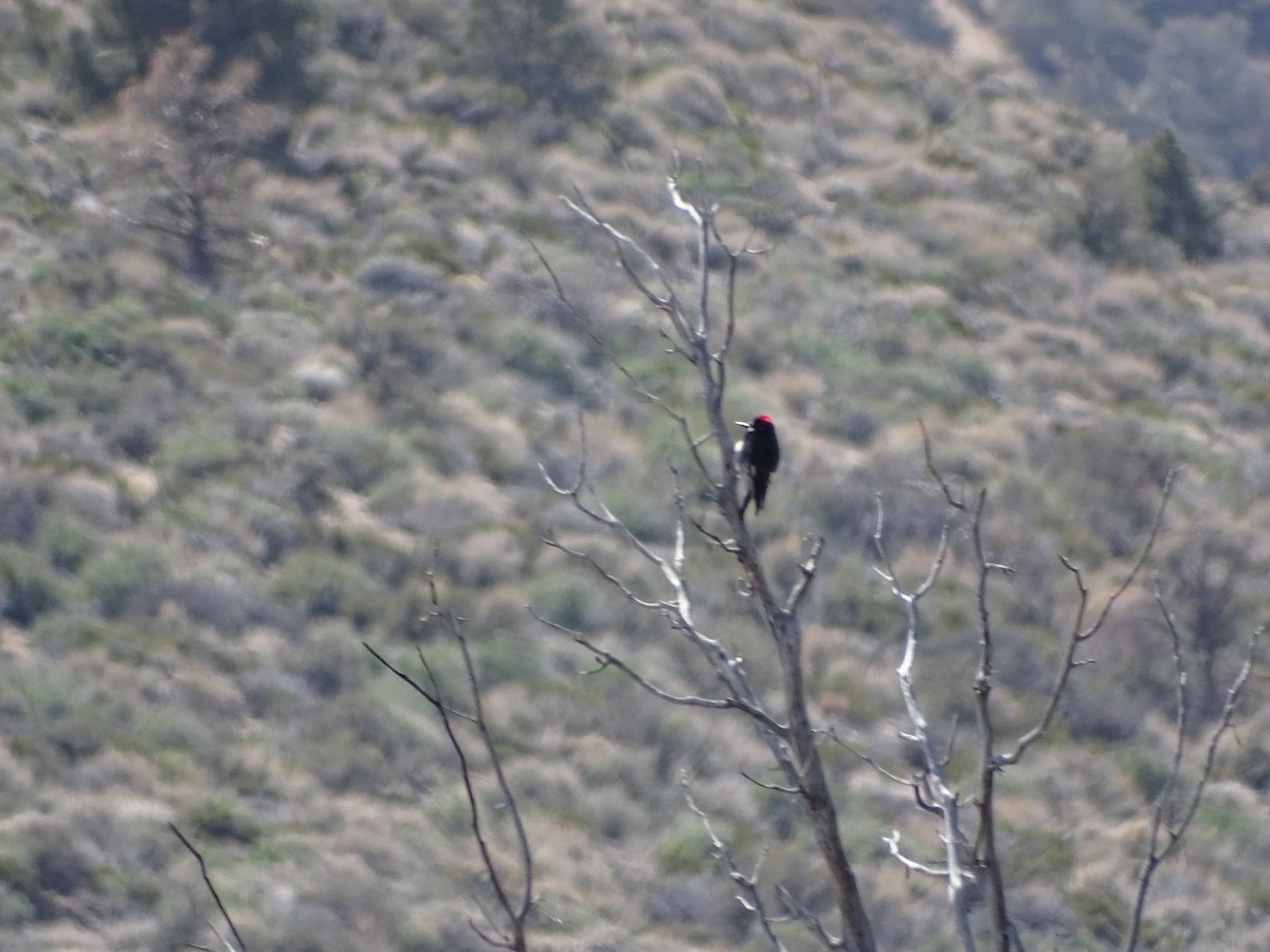 Acorn Woodpecker - ML557509441