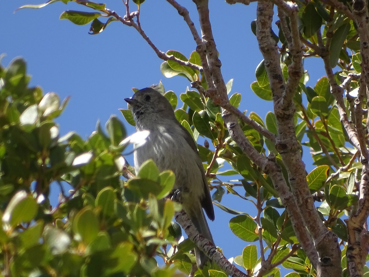 Oak Titmouse - ML557509551