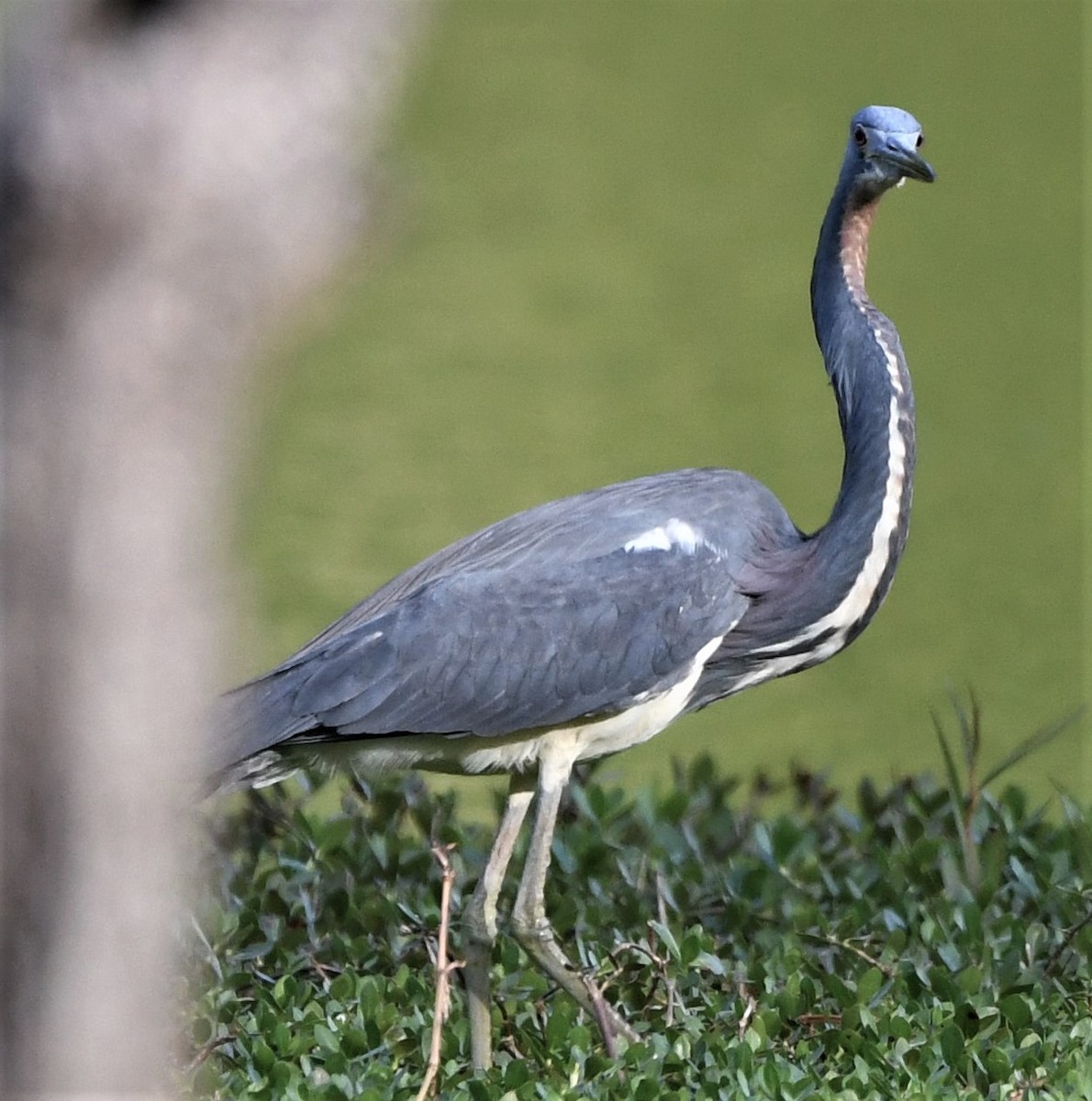 Tricolored Heron - ML557509931