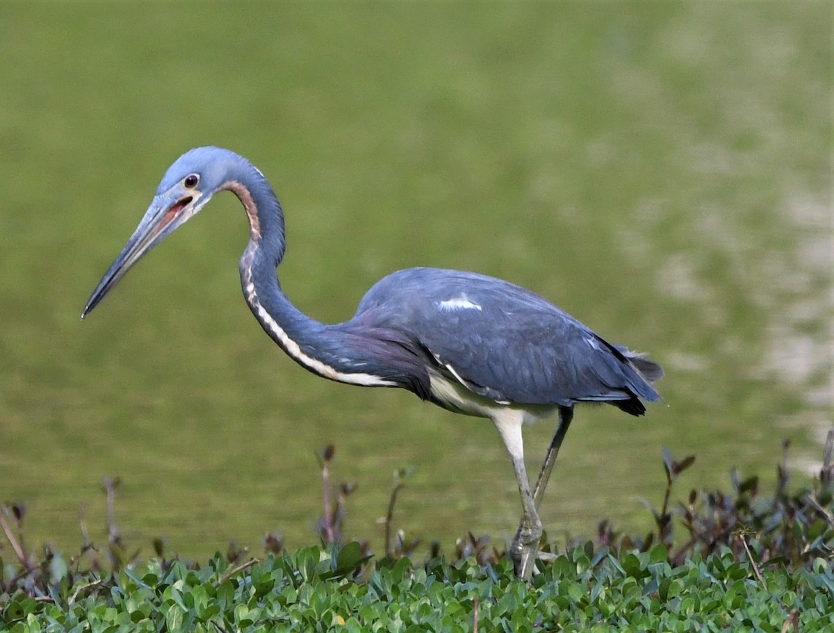 Tricolored Heron - ML557509981