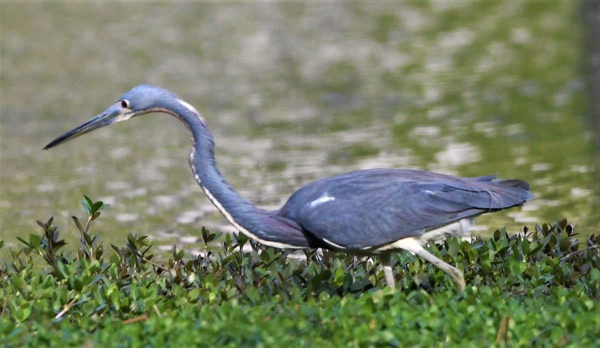 Tricolored Heron - ML557510051
