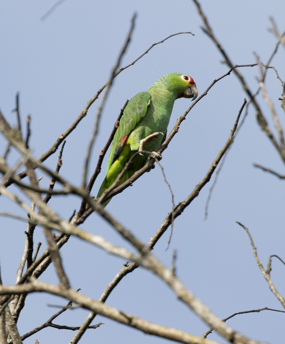 Red-lored Parrot - ML557510931