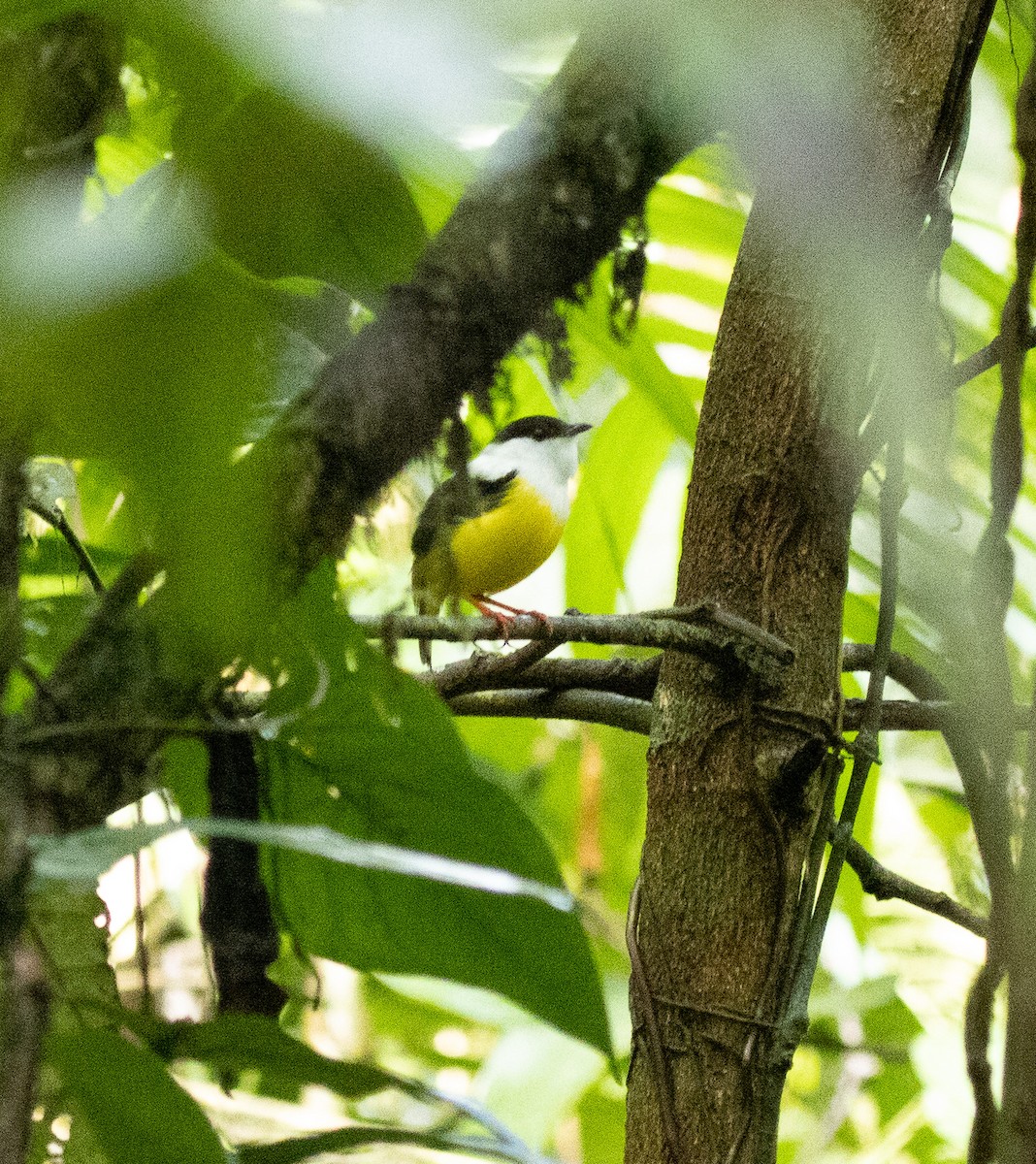 White-collared Manakin - ML557510971