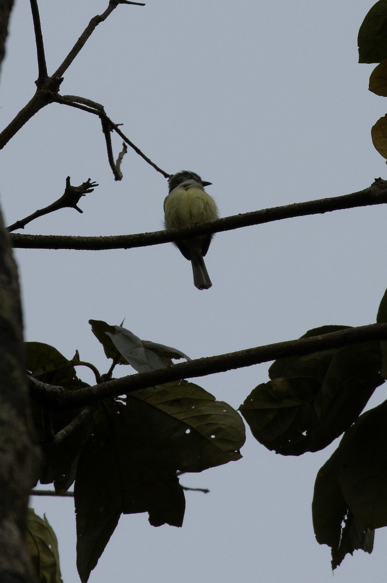 Yellow Tyrannulet - ML557511031