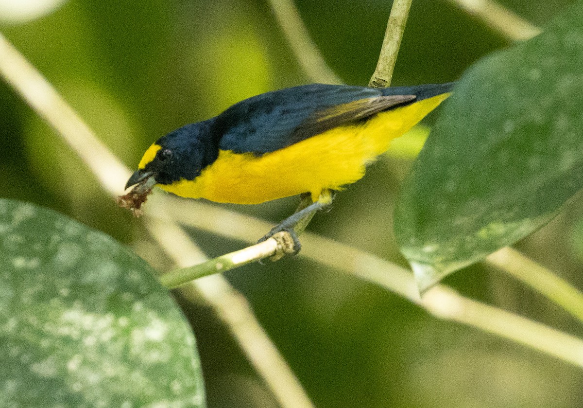 Yellow-throated Euphonia - ML557511281