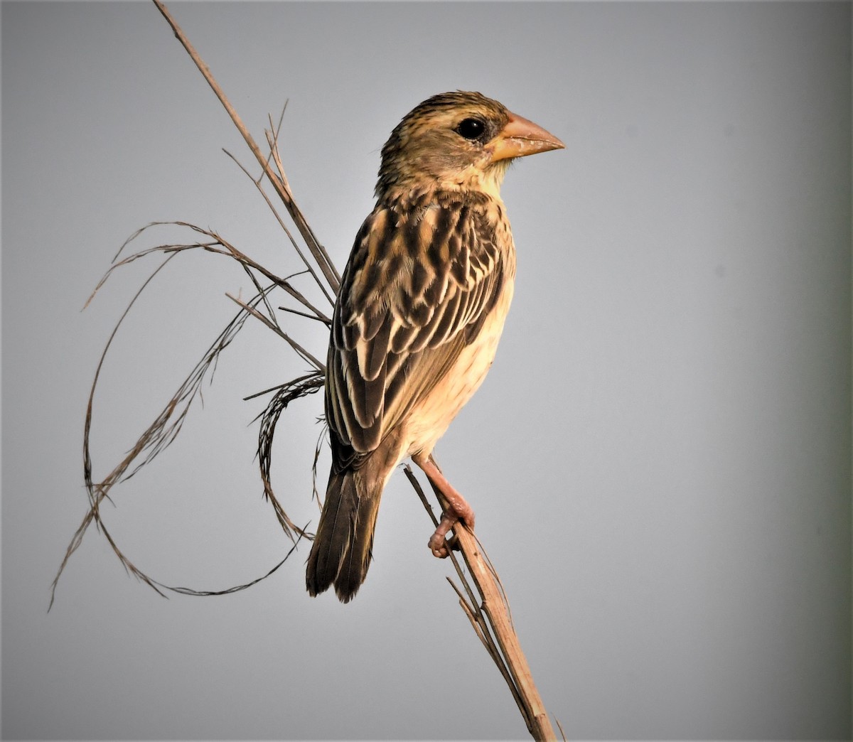 Baya Weaver - ML557511311