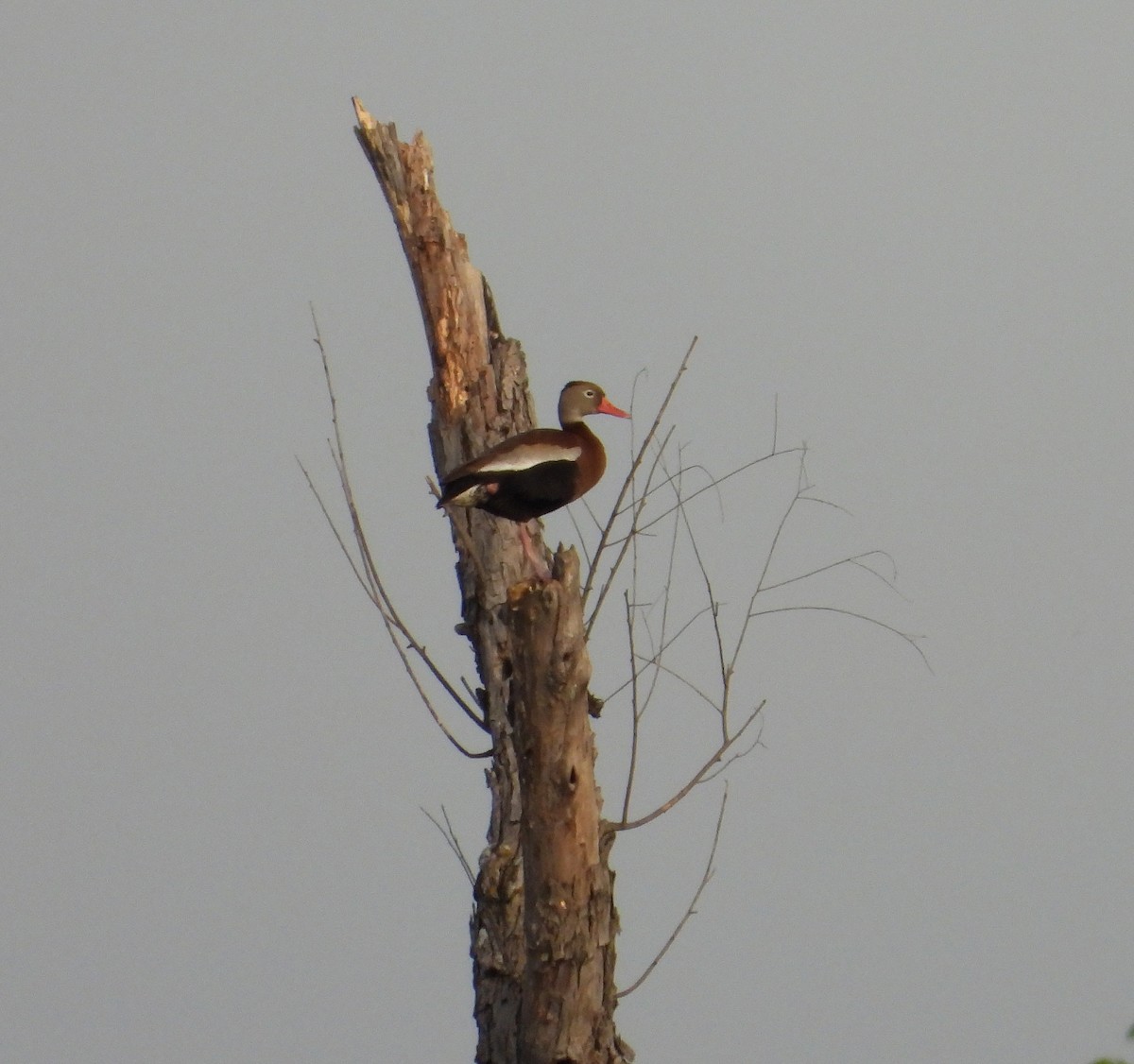 Black-bellied Whistling-Duck - ML557511421