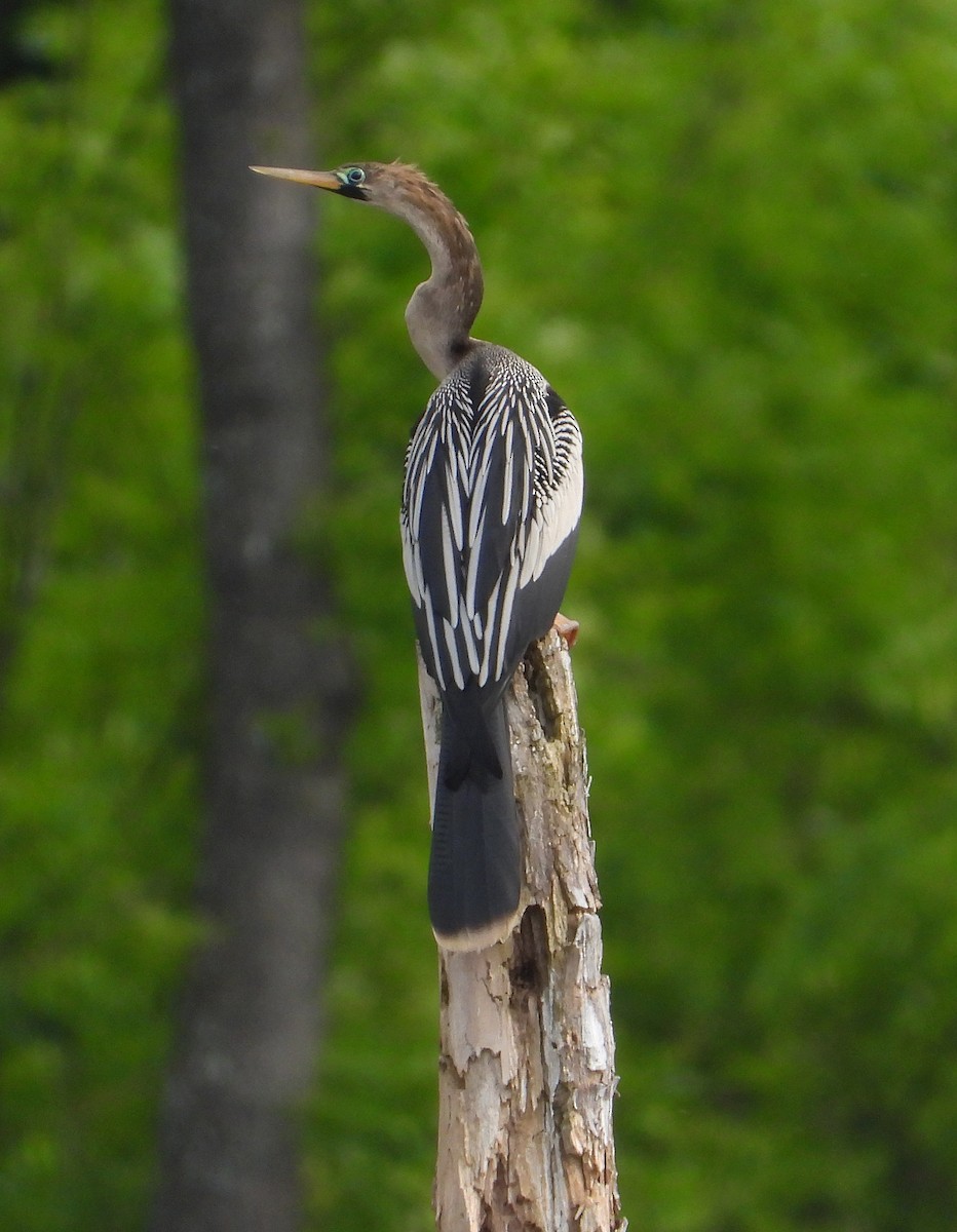 Amerika-Schlangenhalsvogel - ML557511511