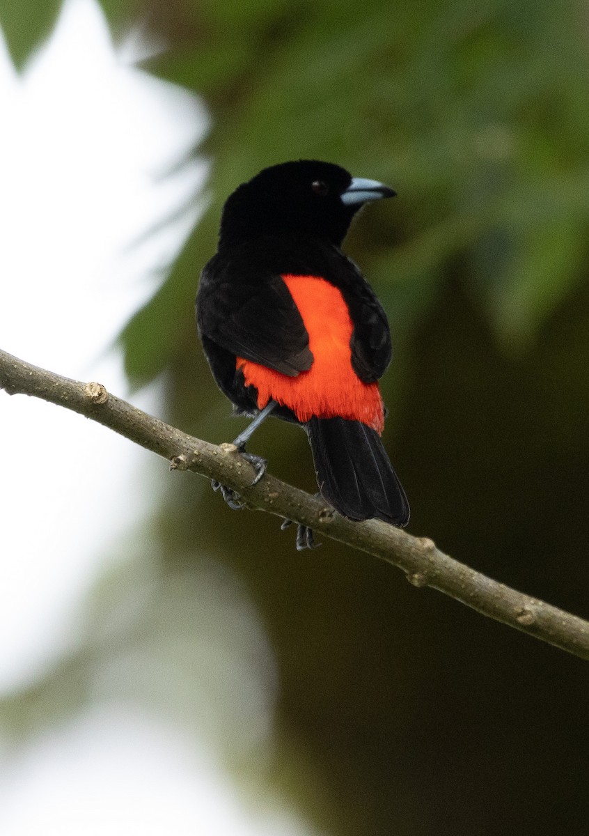 Scarlet-rumped Tanager - ML557511521