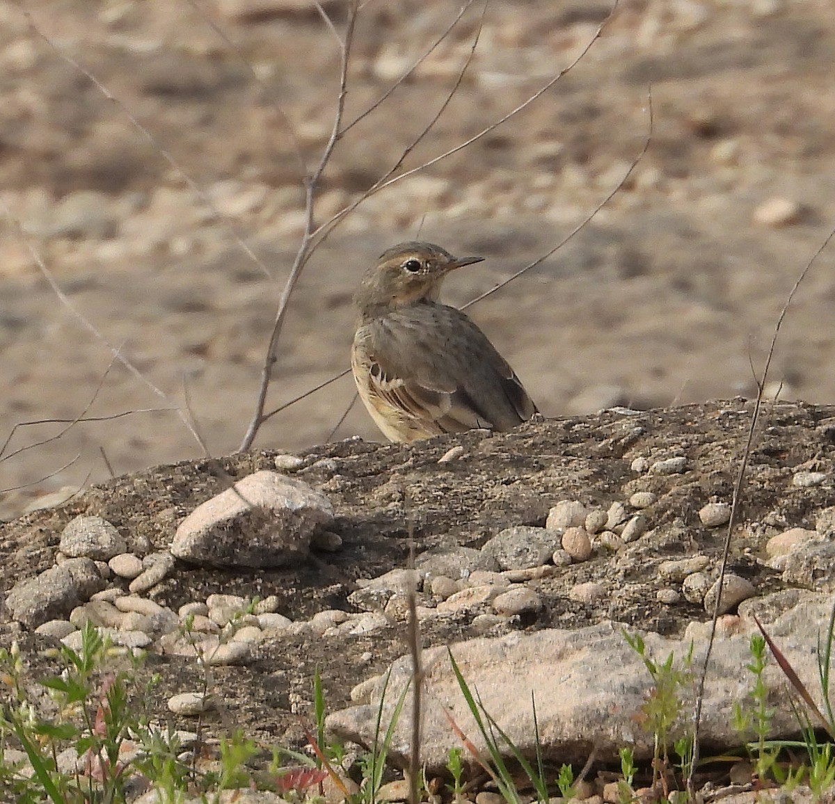 American Pipit - Gary Graves