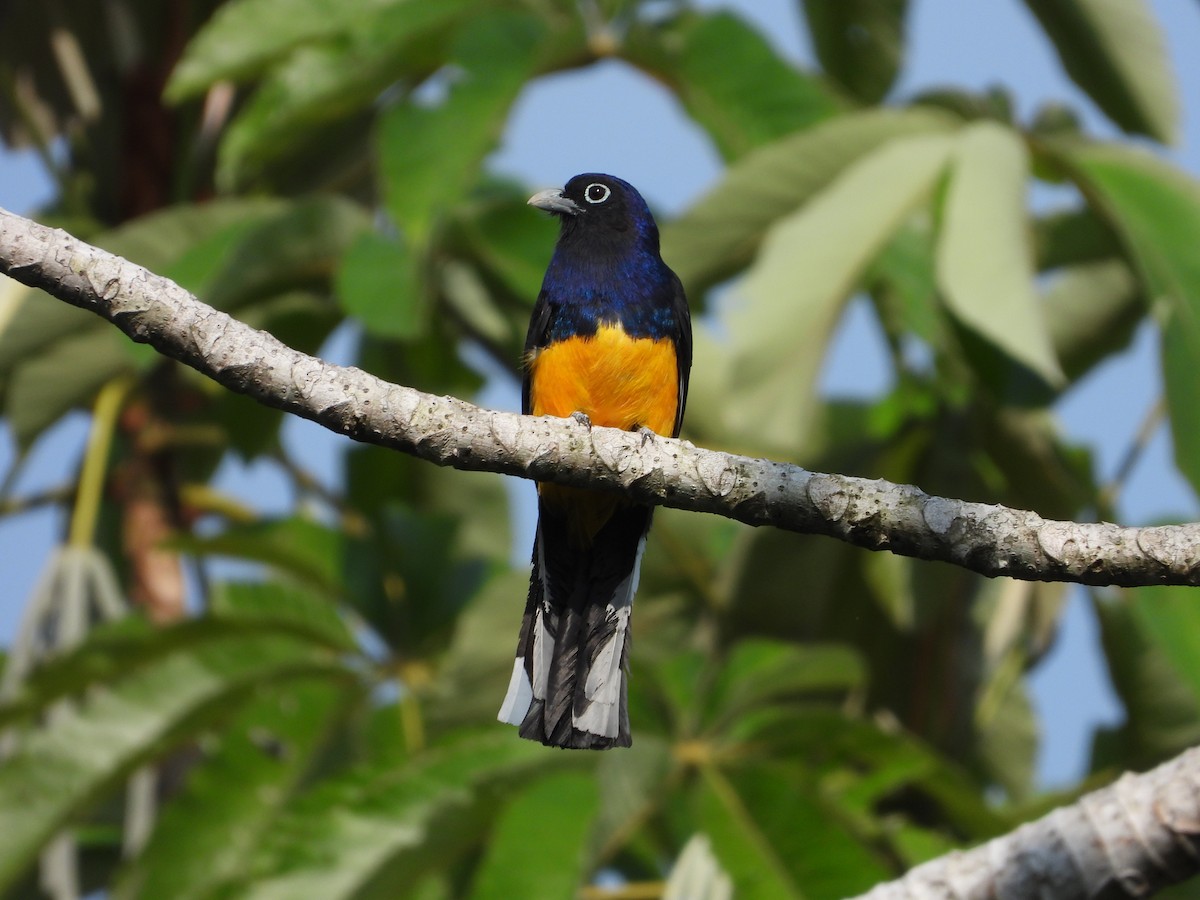 Green-backed Trogon - Juan Carlos Luna Garcia