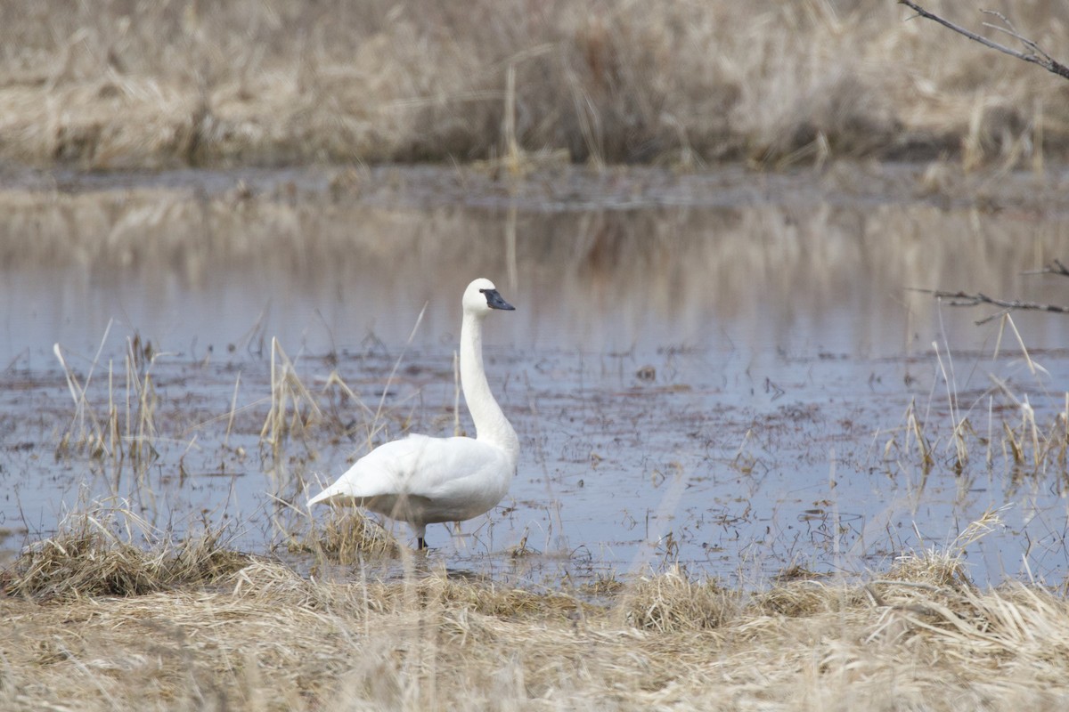 Tundra Swan - ML557512201