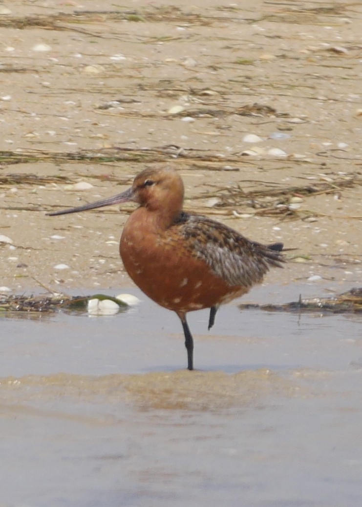 Bar-tailed Godwit - ML55751221