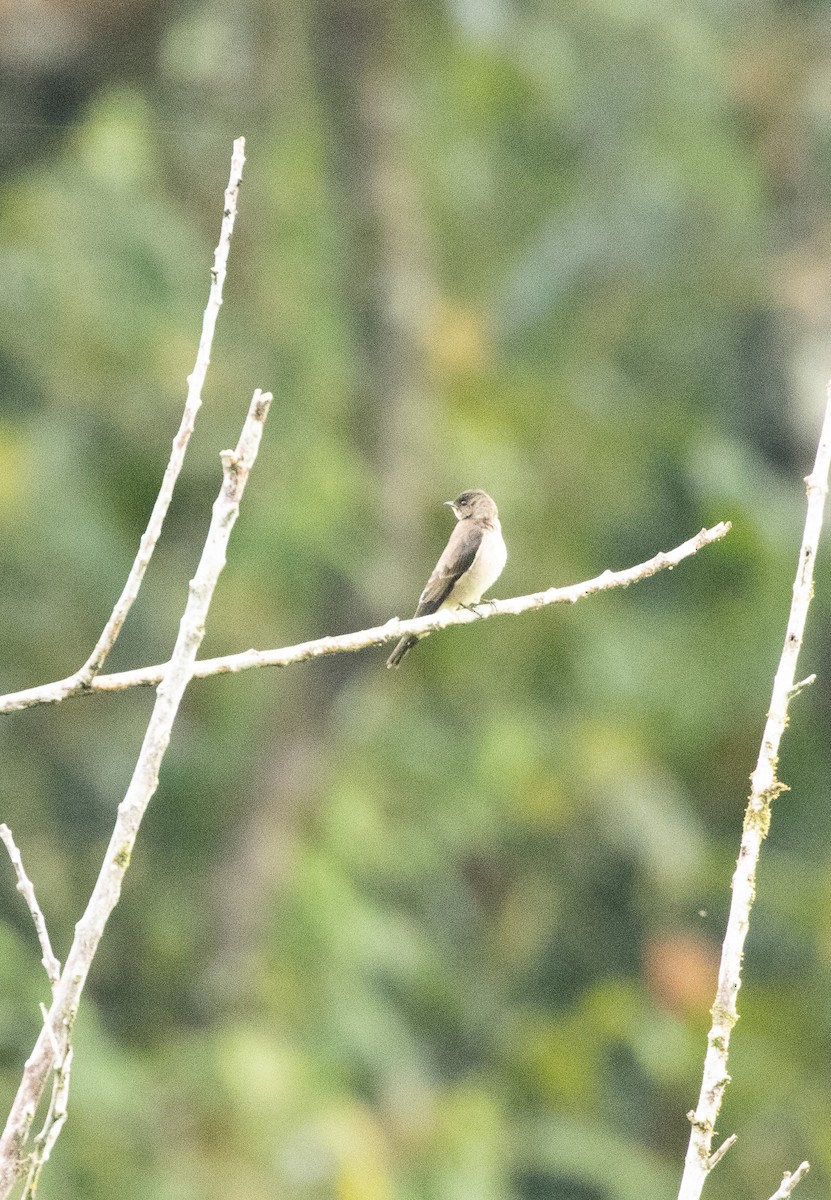 Southern Rough-winged Swallow - ML557513841