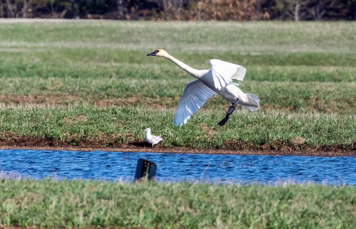 Trumpeter Swan - ML557515891