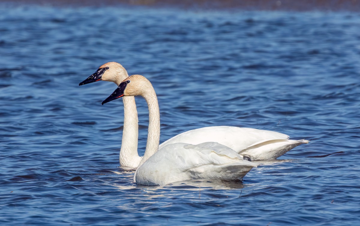 Trumpeter Swan - ML557515901