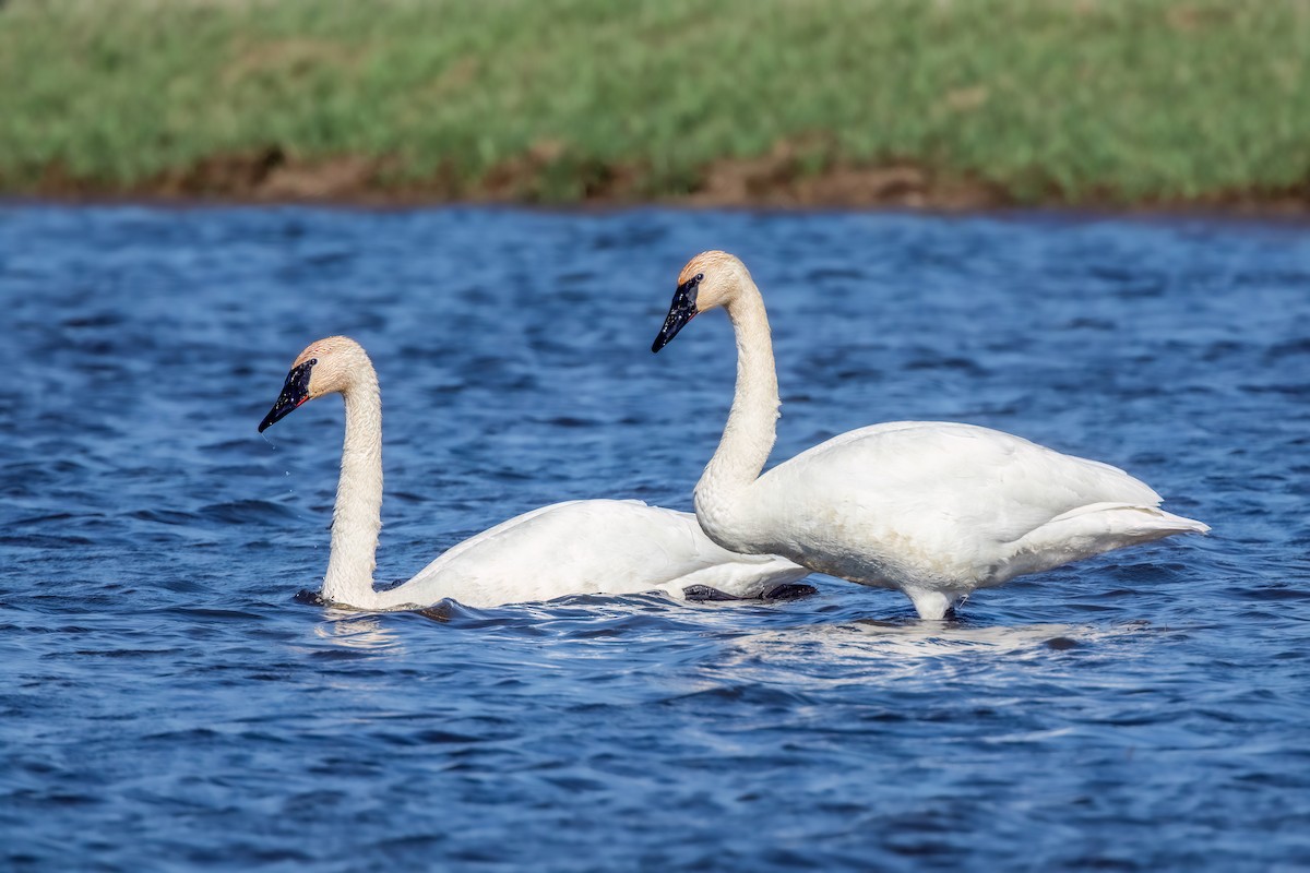 Trumpeter Swan - ML557516511