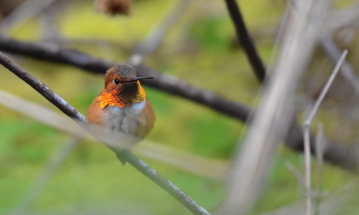 Rufous Hummingbird - Nick Park