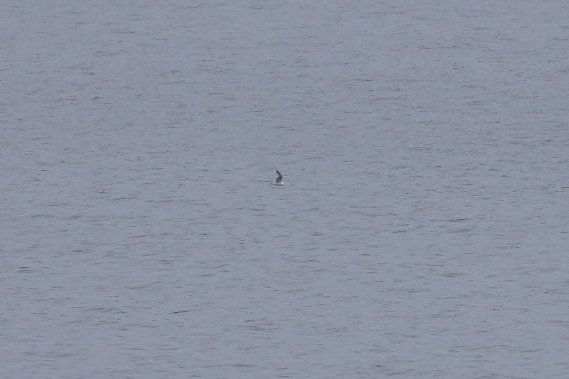 Black-legged Kittiwake - ML557521331