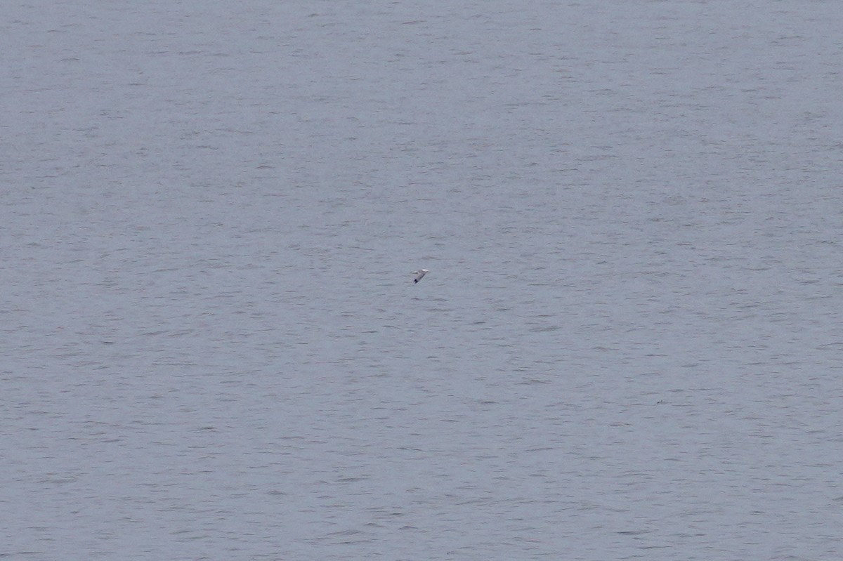 Black-legged Kittiwake - ML557521351