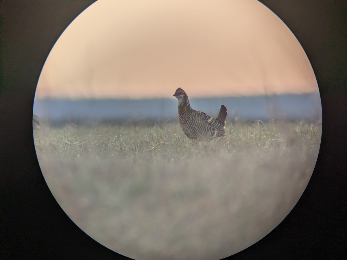 Greater Prairie-Chicken - ML557521791