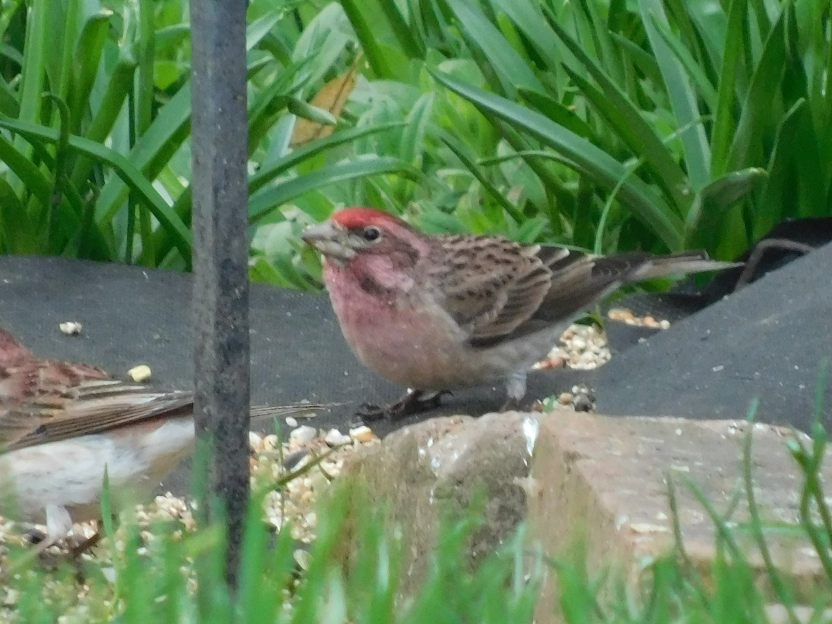 Cassin's Finch - ML557522441