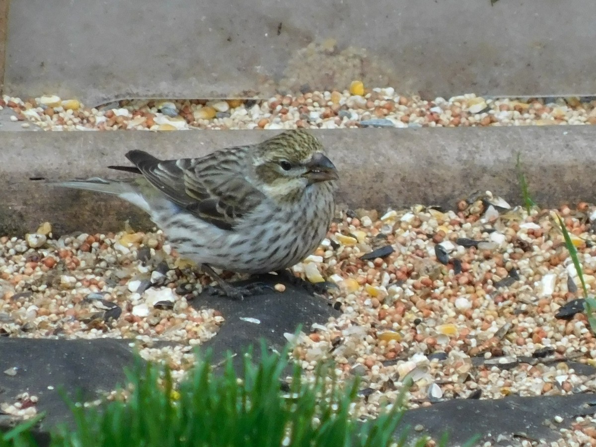 Cassin's Finch - ML557522451