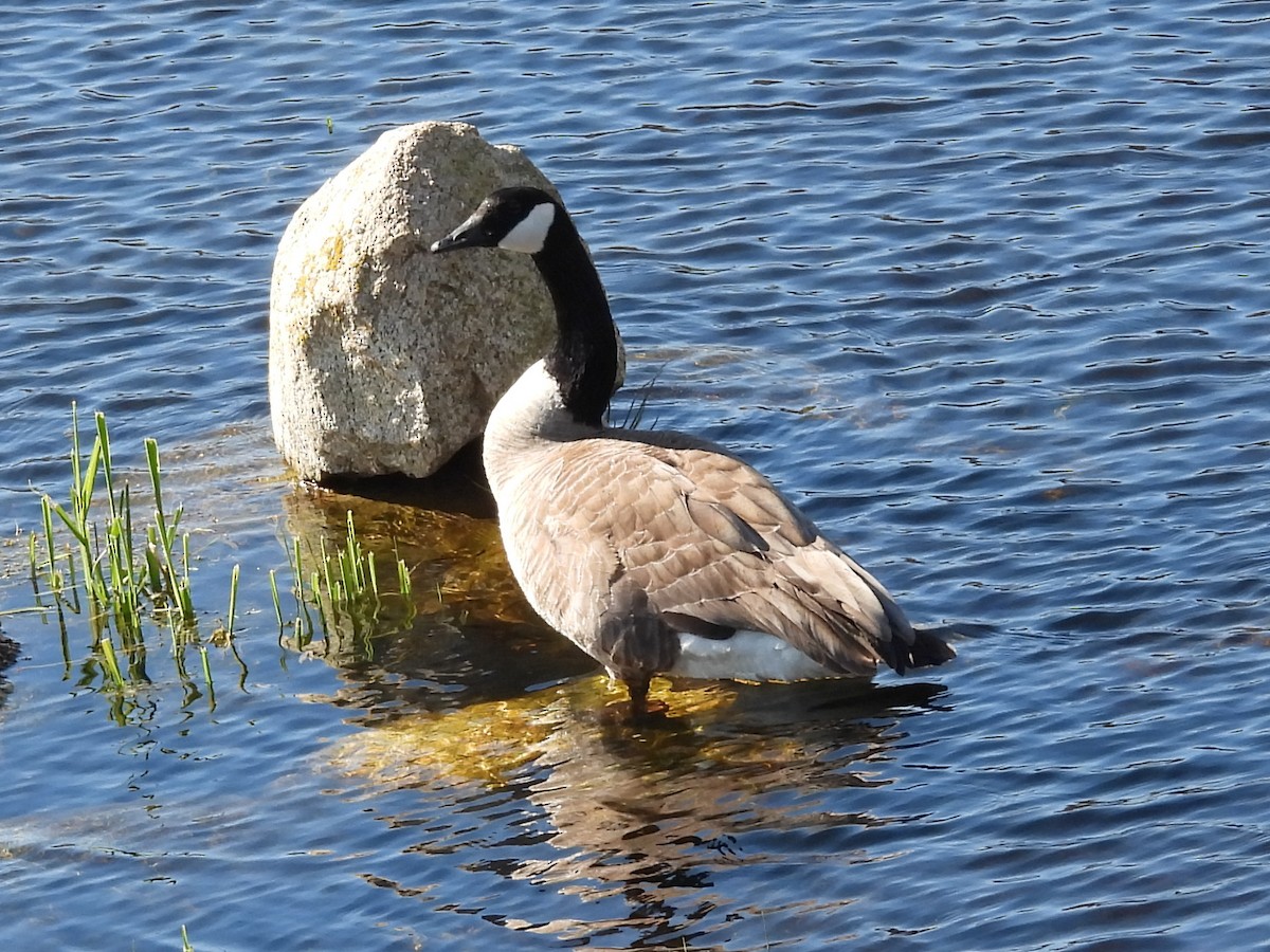 Canada Goose - ML557522731