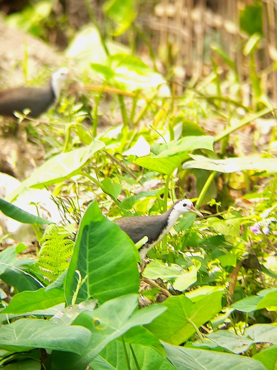 White-breasted Waterhen - ML557526541