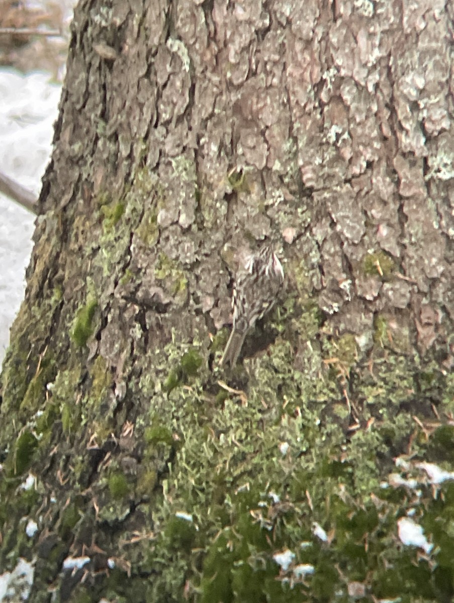 Brown Creeper - Aaron Holschbach