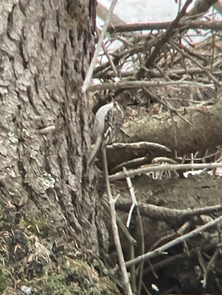 Brown Creeper - ML557526691